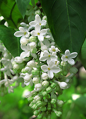 Image showing Branch of white lilac