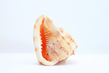 Image showing Sea shell