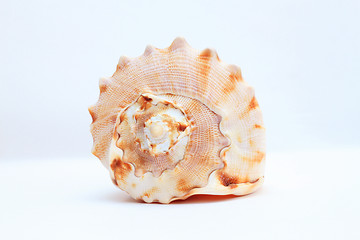 Image showing Sea shell