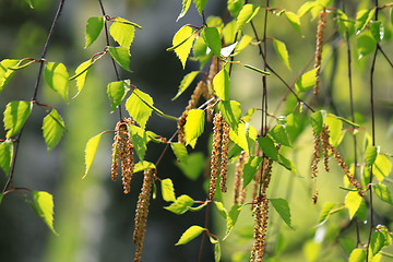 Image showing Branch of a spring birch tree 