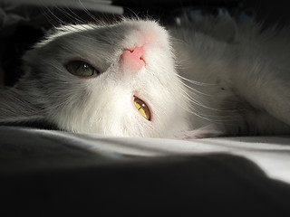 Image showing White cat lying in the sun light