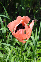Image showing Beautiful pink poppy in a garden and bees.