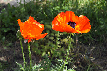 Image showing Beautiful red poppies in a garden.
