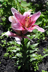 Image showing Gentle flowers of a pink lily in a garden.