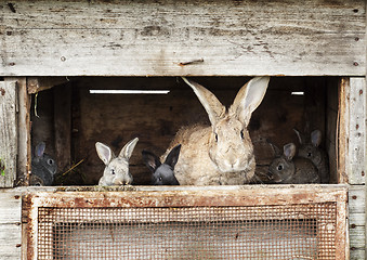 Image showing Mother rabbit with newborn bunnies