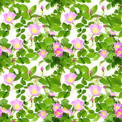 Image showing Seamless pattern of dog-roses flowers