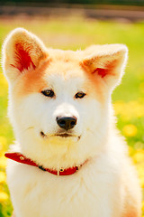 Image showing Akita Dog (Akita Inu, Japanese Akita)
