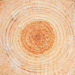 Image showing Annual rings on sawn pine tree timber wood 