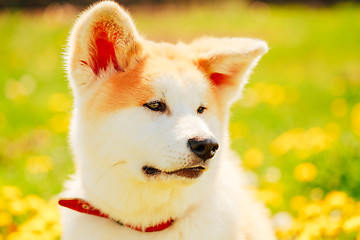 Image showing Akita Dog (Akita Inu, Japanese Akita)