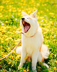 Image showing Akita Dog (Akita Inu, Japanese Akita)