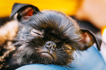 Image showing Black Dog Griffon Bruxellois (Brussels, Belge)