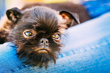 Image showing Black Dog Griffon Bruxellois (Brussels, Belge)