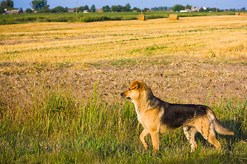 Image showing Brown Dog.