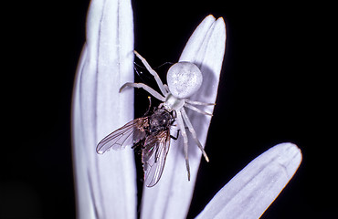 Image showing Flower crab spider