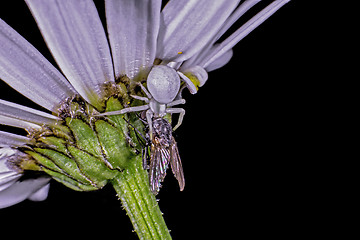 Image showing Flower crab spider