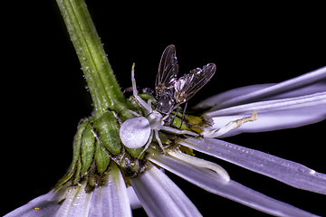 Image showing Flower crab spider