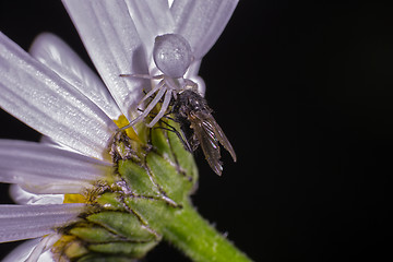 Image showing Flower crab spider