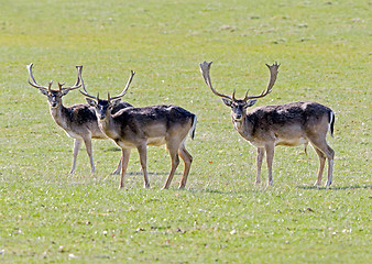 Image showing Fallow deers