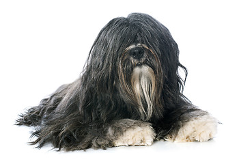 Image showing Tibetan terrier