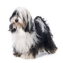 Image showing Tibetan terrier