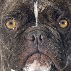 Image showing french bulldog 