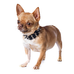 Image showing chihuahua