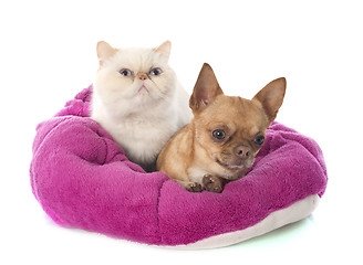 Image showing exotic shorthair cat and chihuahua