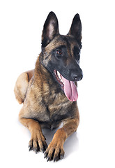 Image showing malinois