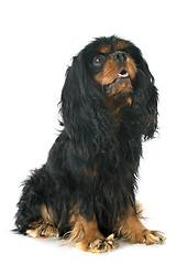 Image showing cavalier king charles