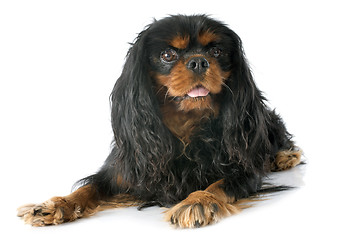 Image showing cavalier king charles