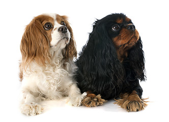 Image showing two cavalier king charles