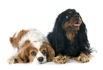 Image showing two cavalier king charles