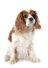 Image showing cavalier king charles