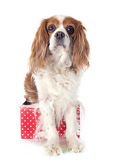 Image showing cavalier king charles