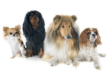 Image showing cavalier king charles and collie