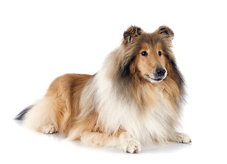 Image showing rough collie