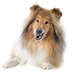 Image showing rough collie