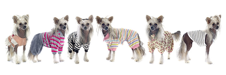 Image showing dressed Chinese Crested Dogs