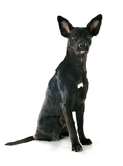 Image showing peruvian dog