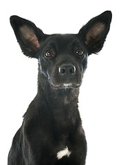 Image showing peruvian dog