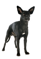 Image showing peruvian dog