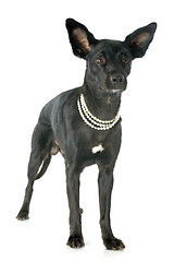 Image showing peruvian dog