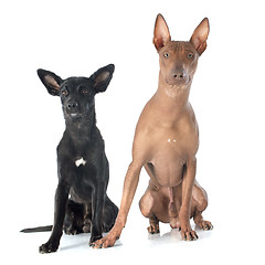 Image showing peruvian dogs