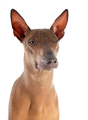 Image showing peruvian dog