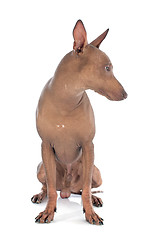 Image showing peruvian dog