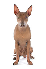 Image showing peruvian dog