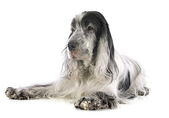 Image showing cocker spaniel