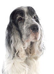 Image showing cocker spaniel