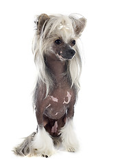 Image showing Chinese Crested Dog