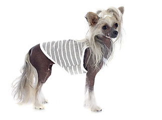 Image showing dressed Chinese Crested Dog